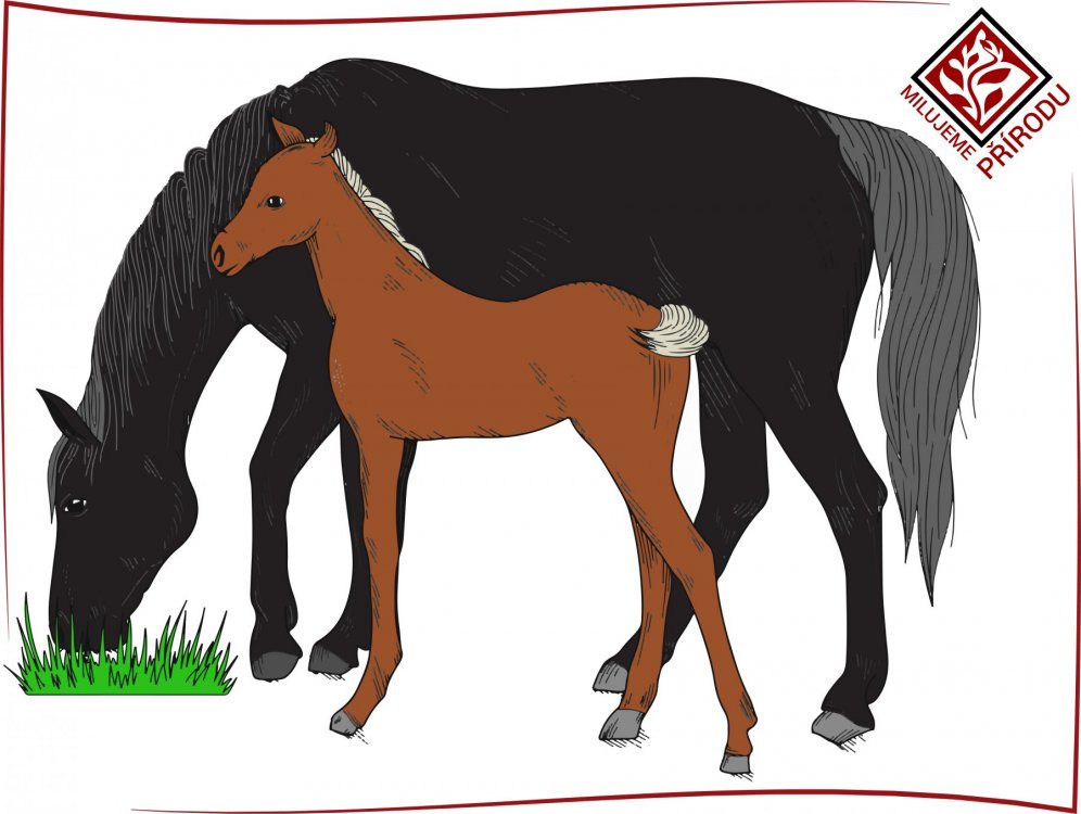 Přírodní matrace - koňské žíně