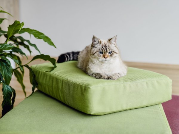 <span>ručně vyráběné přírodní matrace</span> ZVÍŘECÍ <span>pro vaše čtyřnohé členy rodiny</span>